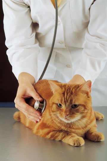 feline leukemia