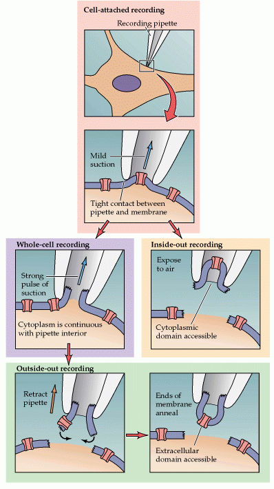 The Patch Clamp Method : 네이버 블로그